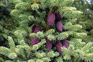 <p>Black Spruce</p>