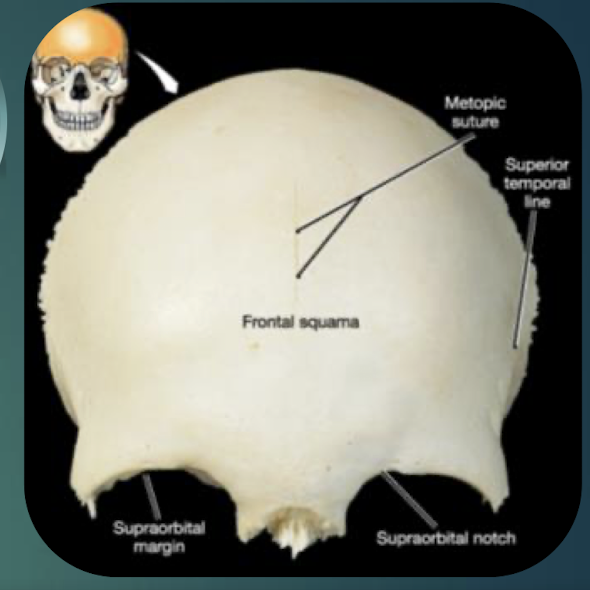 <p>Single bone forming forehead, anterior cranial fossa, superior orbital walls; contains frontal sinus; meets parietals at coronal suture.</p>