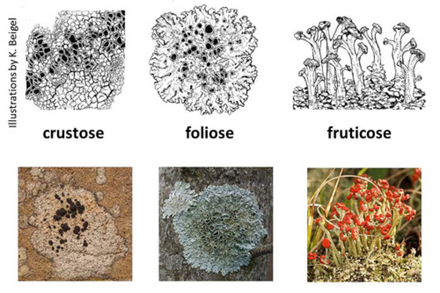 <p>Crustose: Lichens with a crust-like growth form that adhere tightly to the substrate, often appearing flat or slightly raised. (Flat crusty)</p><p>Foliose: Lichens with a leaf-like growth form, typically consisting of lobes or leaf-like structures that are loosely attached to the substrate. (Leafy)</p><p>Fruticose: Lichens with a branching or upright growth form, resembling small shrubs or bushes.(3-D)</p><p>Pendant fruticose: Fruticose lichens that hang downward like small branches, often found in pendant or hanging formations.(3-D, hanging)</p>