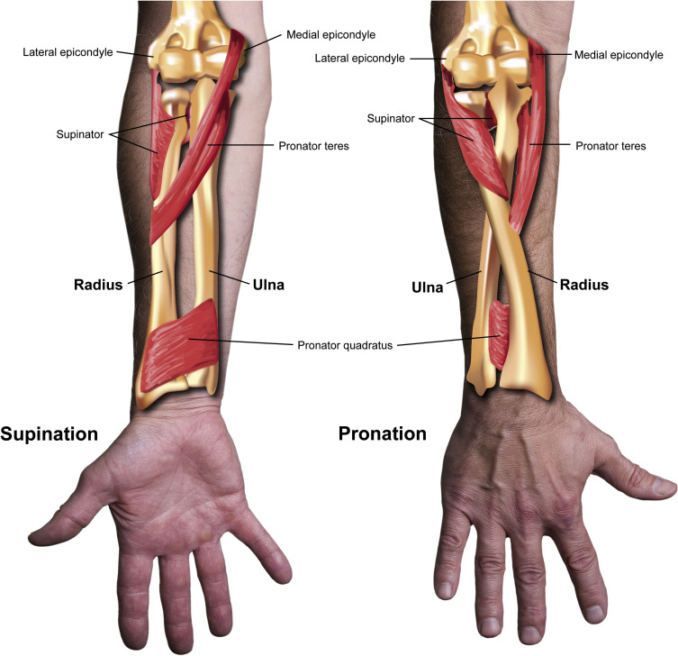 <p>What muscle connects the anterior ulna and radius distally?</p>