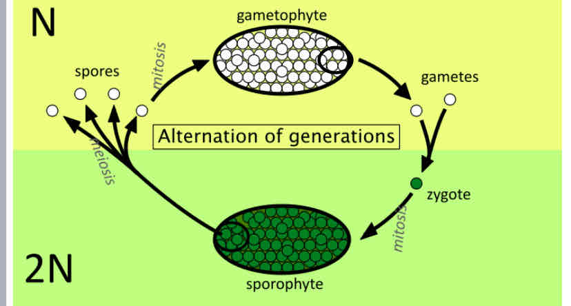 <p>Alternation of Generations </p>