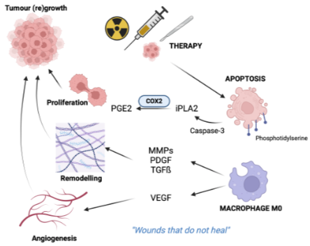 <p>Apoptosis is high due to inhospitable and cell signalling is dysregulated. Apoptotic cells stimulate wound healing and responses that promote tumour groth and regrowth after therapy </p>