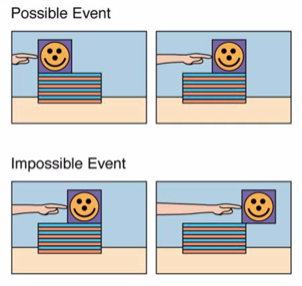 <p>infants understand about size and contact by 6.5-mo</p><ul><li><p>they look longer to the impossible event where an object stays stable even when pushed off because they expect it to fall off</p></li></ul>
