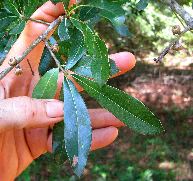 <ul><li><p>native, FACW</p></li><li><p>leaves typically widest in center</p></li><li><p>“diamond shaped”</p></li><li><p>tufts of brown hairs in leaf axis</p></li></ul>