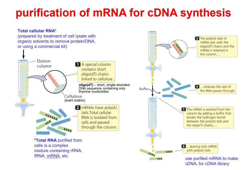 <ul><li><p>when mRNA is collected from a cell, a complex <strong>mix </strong>of <strong>coding </strong>and <strong>non-coding RNA </strong>will be collected</p></li><li><p>this has to be purified</p></li><li><p>all <strong>mRNA </strong>have a<strong> poly(A) tail</strong>, so we use a column containing <strong>oligo(dT) chains</strong> linked to <strong>cellulose</strong>, because this will bind all mRNA</p></li><li><p>once the non-coding RNA has been <strong>eluted</strong>/washed away, we are left with just mRNA (which gets separated from the oligo(dT) chains by a buffer that breaks the H bonds)</p></li></ul><p></p>