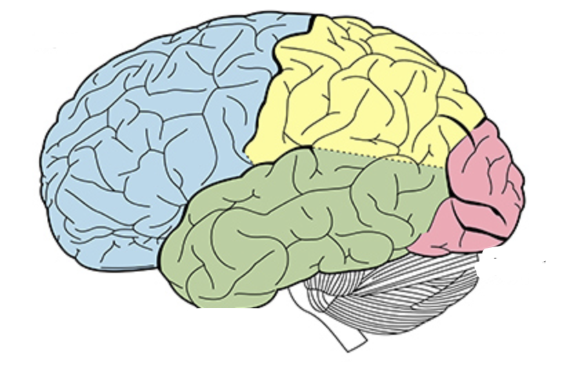 <p>what are the lobes of the brain; and their general functions?</p>
