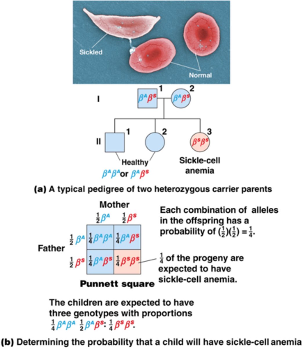 <p>Je kan voorspellen wat de kans is dat een erfelijke aandoening overgedragen gaat worden! bv sikkelcelanemie</p><p>extra info voor de geïnteresseerden (maxim)</p><p>We weten van elke genetische aandoeningen namelijk of ze</p><p>1. Autosomaal recessieve aandoeningen</p><p>Cystische fibrose, Sikkelcelziekte, Tay-Sachs-ziekte, Fenylketonurie (PKU) ,Ziekte van Gaucher</p><p>2. Autosomaal dominante aandoeningen</p><p>Ziekte van Huntington, Marfan-syndroom, Neurofibromatose type 1, Polycysteuze nierziekte</p><p>3. X-gebonden recessieve aandoeningen</p><p>Mannen, die slechts één X-chromosoom hebben, worden vaker getroffen, terwijl vrouwen meestal dragers zijn.</p><p>Duchenne spierdystrofie, Hemofilie, Kleurenblindheid (rood-groen)</p><p>4. X-gebonden dominante aandoeningen</p><p>Deze aandoeningen komen minder vaak voor en kunnen zowel mannen als vrouwen treffen.</p><p>Rett-syndroom, Fragiele X-syndroom (in bepaalde gevallen)</p><p>5. Mitochondriale aandoeningen</p><p>Deze aandoeningen worden doorgegeven via het mitochondriaal DNA, dat uitsluitend van de moeder komt.</p><p>Leber erfelijke optische neuropathie (LHON), MELAS-syndroom (Mitochondrial Encephalopathy, Lactic Acidosis, and Stroke-like episodes)</p><p>6. Multifactoriële aandoeningen</p><p>Deze worden veroorzaakt door een combinatie van genetische factoren en omgevingsinvloeden. Ze worden niet strikt op een Mendeliaanse manier geërfd. bv sommige soorten kanker, obesitas of shizofrenie</p>