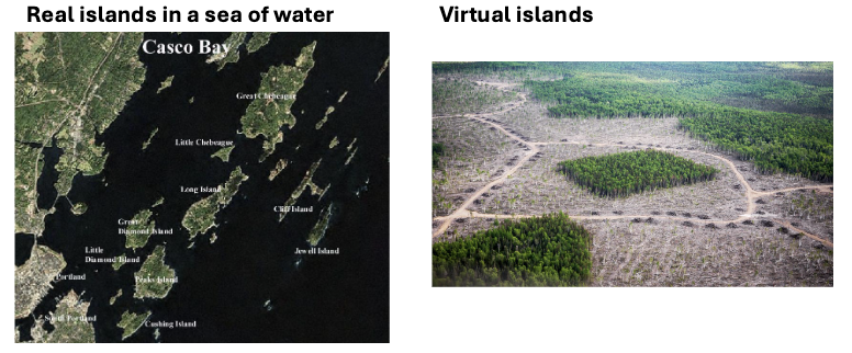 <p>they’re islands</p><ul><li><p>separation can be natural OR anthropogenic</p></li></ul><p></p>