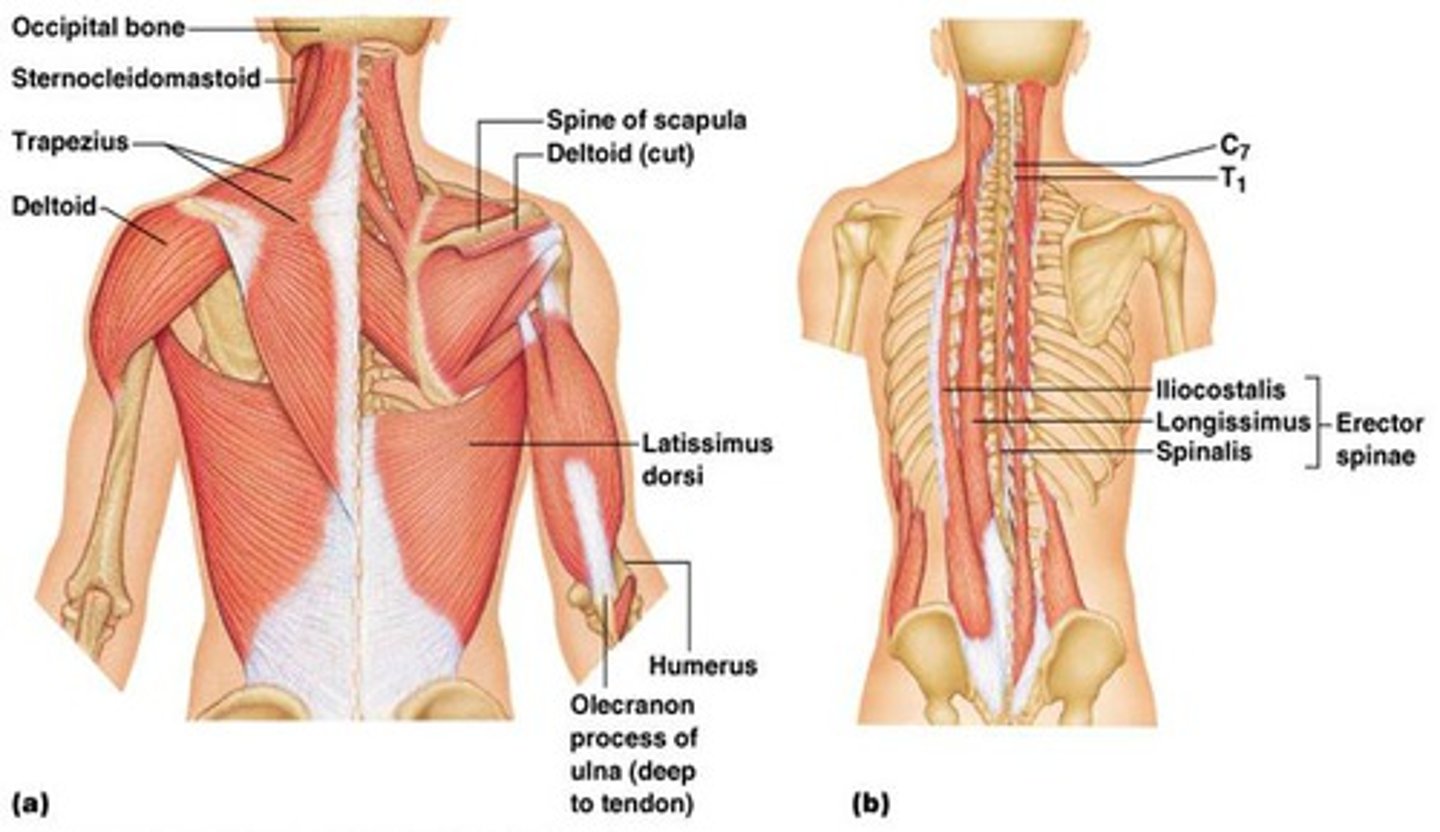 <p>Trapezius and latissimus dorsi</p>