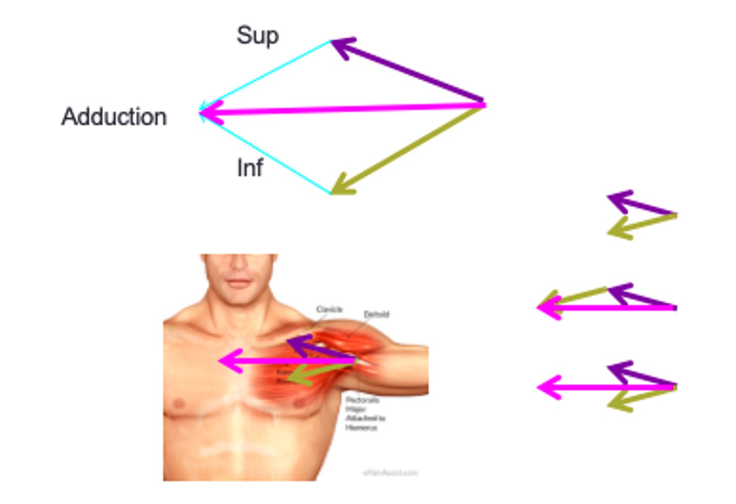 <p>How does pectoralis major adduct?</p>