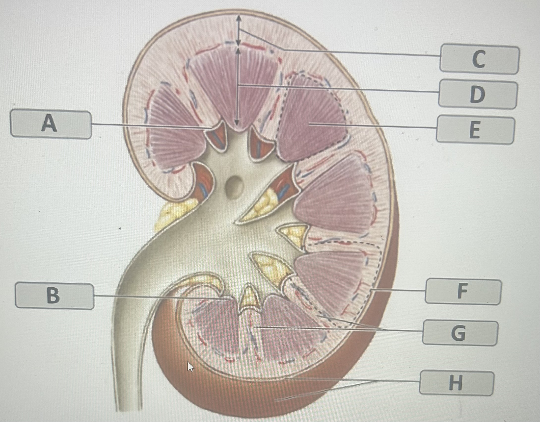 Identify the kidney structure labeled "C” 