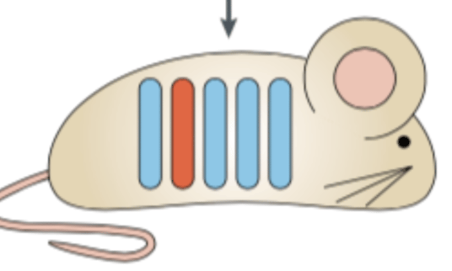 <p>Backcrossing to an inbred strain to transfer an entire chromosome onto the recipient background strain. Requires at least N10 backcrosses.</p>