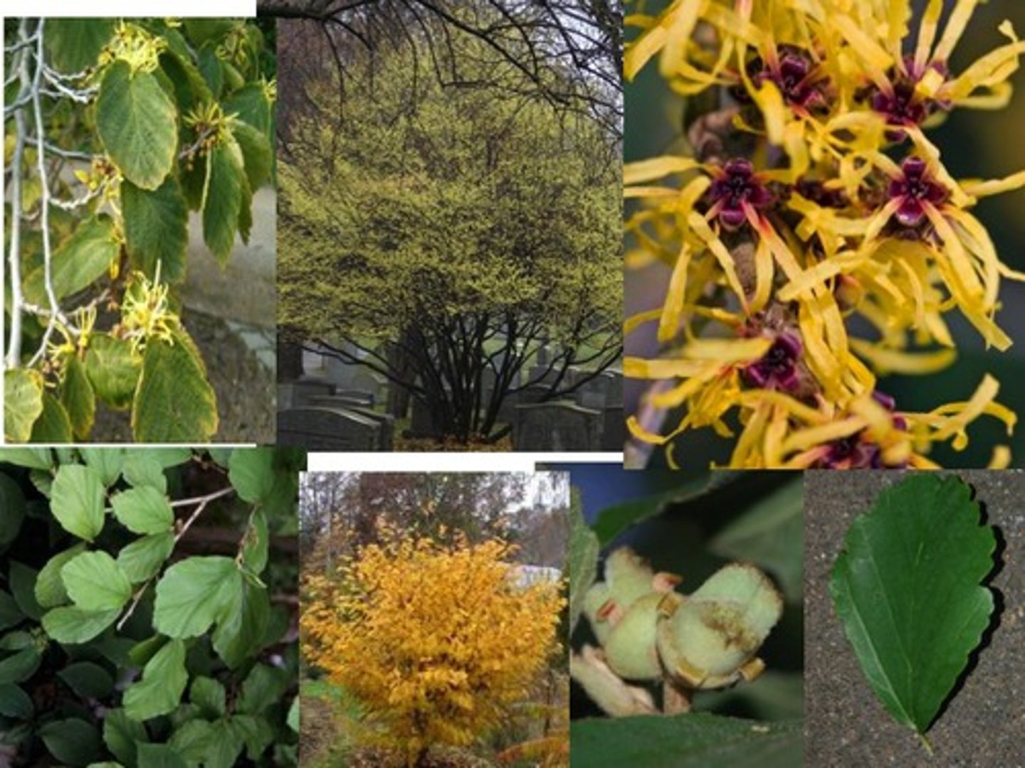 <p>Witch Hazel</p>