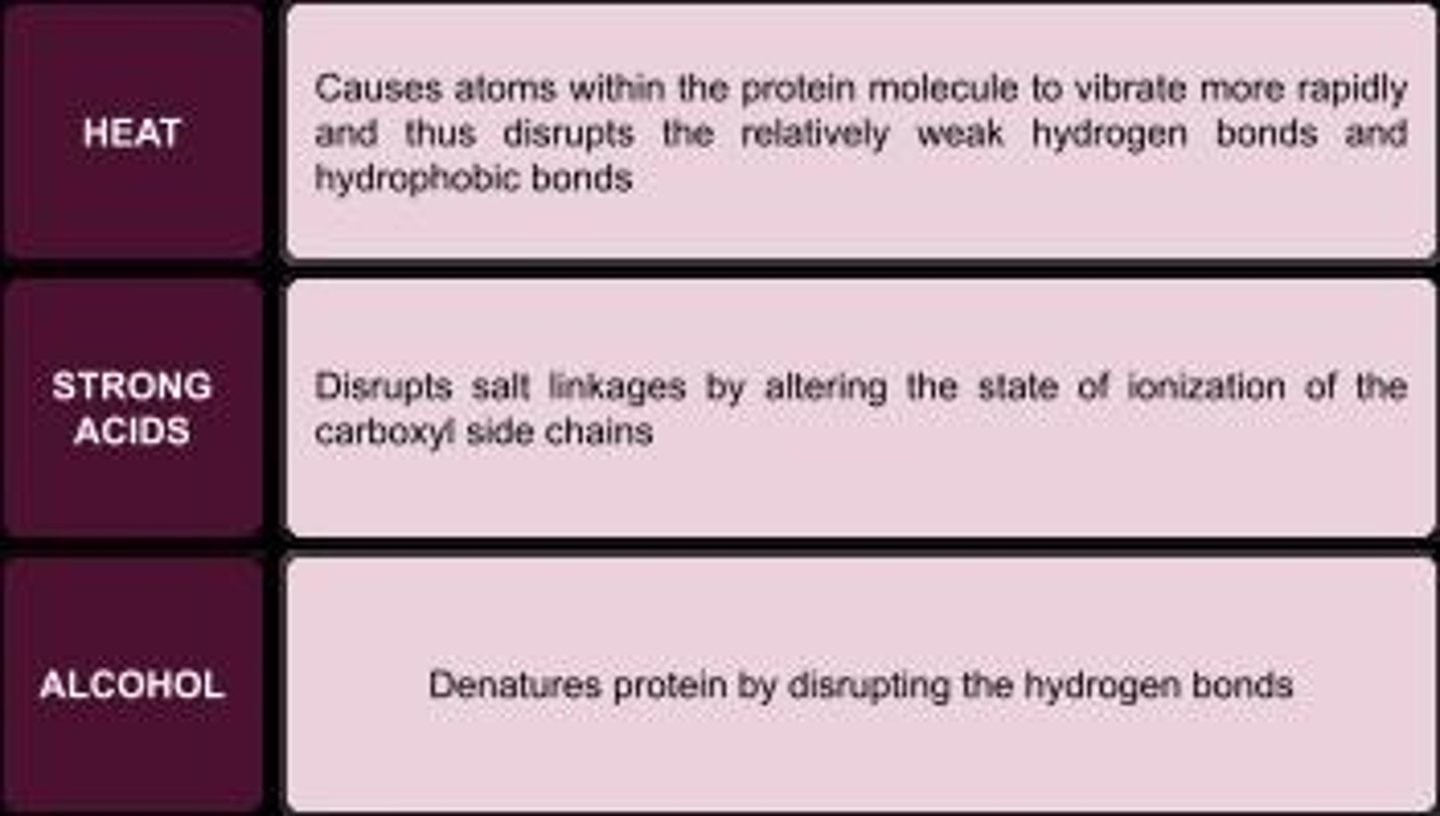<p>Many proteins are coagulated by heat, strong acids, and alcohol.</p>