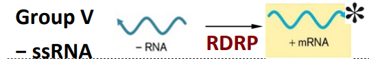 <p><span style="color: yellow;"><strong><span>- RNA</span></strong></span> —→ <u>viral</u> RDRP —→ <span style="color: red;"><strong><span>+ mRNA</span></strong></span></p><ul><li><p>use <strong><u>RDRP</u></strong> to make copies of genom</p></li></ul><p></p>