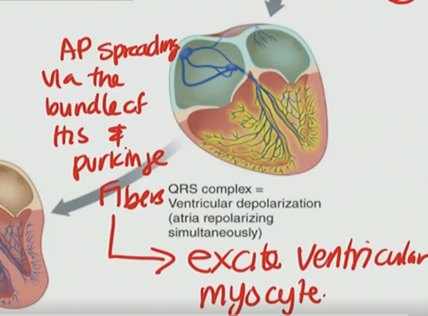 <p>B. To excite the ventricular myocytes and trigger ventricular contraction</p>
