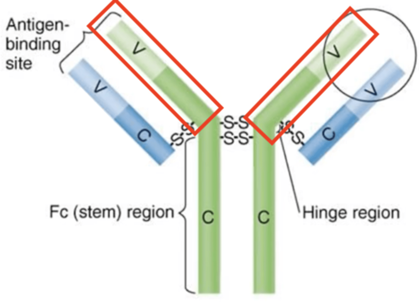 <p>Antibody structure</p><p>Which structures are these?</p>