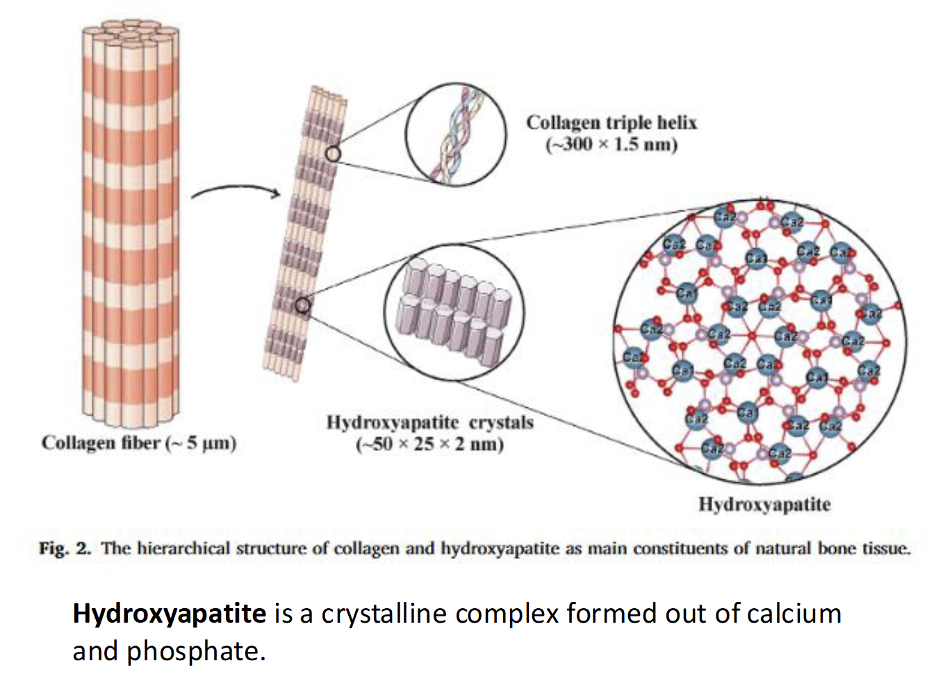 <p>As bone begin to form, calcium salts form hydroxyapatite crystals on protein collagen matrix which makes the crystals denser and stronger</p>