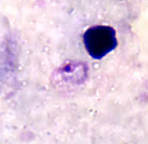 <p>Dr. Vicente Y. Belizario Jr.</p>