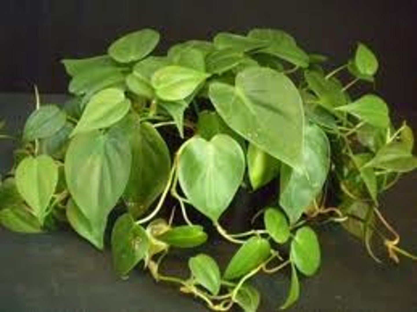 <p>Philodendron scandens</p>