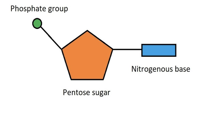 <p>A phosphate group, a pentose sugar and a nitrogenous base. </p>