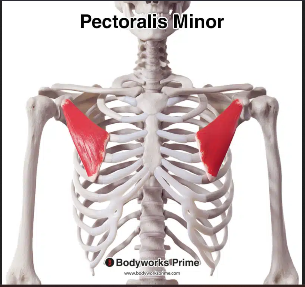 <p>origin: rib</p><p>nothing on insertion</p><p>Actions: Pulls scapula forward and inferior</p>