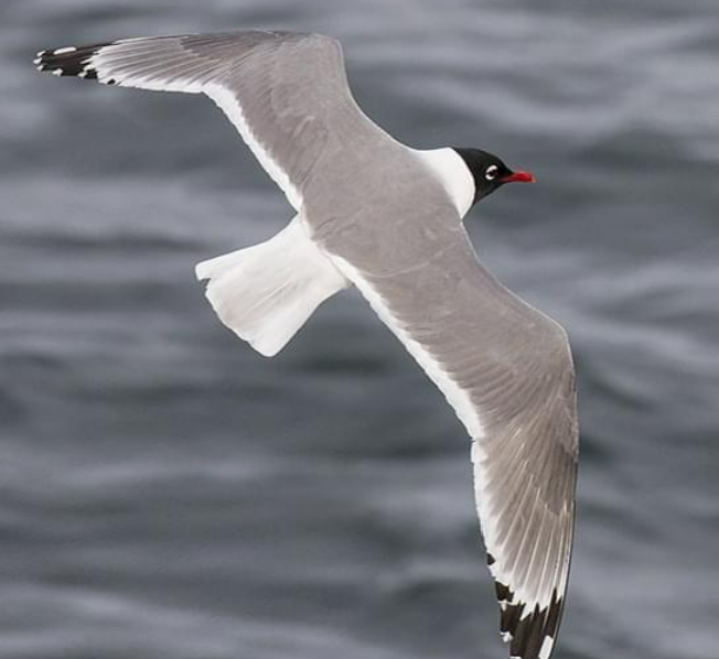 <p>Franklin’s Gull - Order Charadriiformes</p>