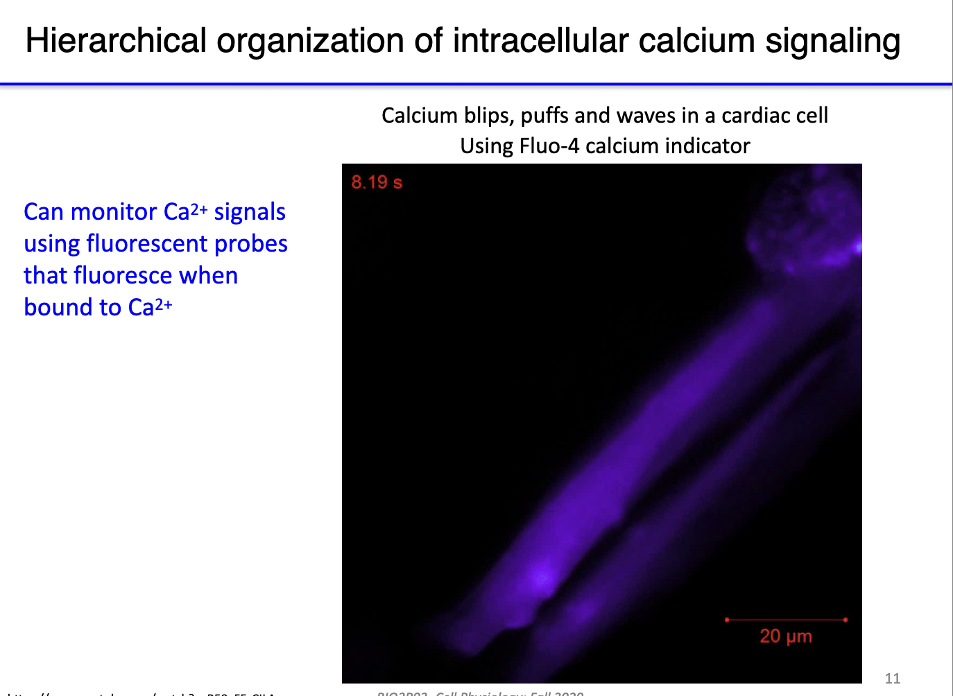 <ul><li><p><strong>Visualization:</strong></p><ul><li><p>Use <strong>fluorescent Ca²⁺ probes</strong> that fluoresce when bound to free cytosolic calcium.</p></li><li><p><strong>Blips:</strong> tiny, local calcium releases (initial “lightning”).</p></li><li><p><strong>Puffs:</strong> larger, clustered releases from multiple IP3 receptors.</p></li><li><p><strong>Waves:</strong> coordinated propagation of calcium across the cell.</p></li></ul></li><li><p><strong>Functional significance:</strong></p><ul><li><p>In muscle cells, waves allow <strong>sequential, coordinated contraction</strong> along the length of the fiber.</p></li><li><p>Ensures <strong>efficient and organized contraction</strong> rather than random or patchy activation of sarcomeres.</p></li></ul></li></ul><p></p>