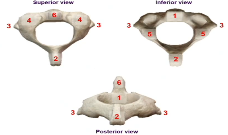 <p>Features of axis</p>