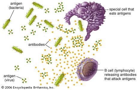 <p>When the immune system encounters an antigen</p>