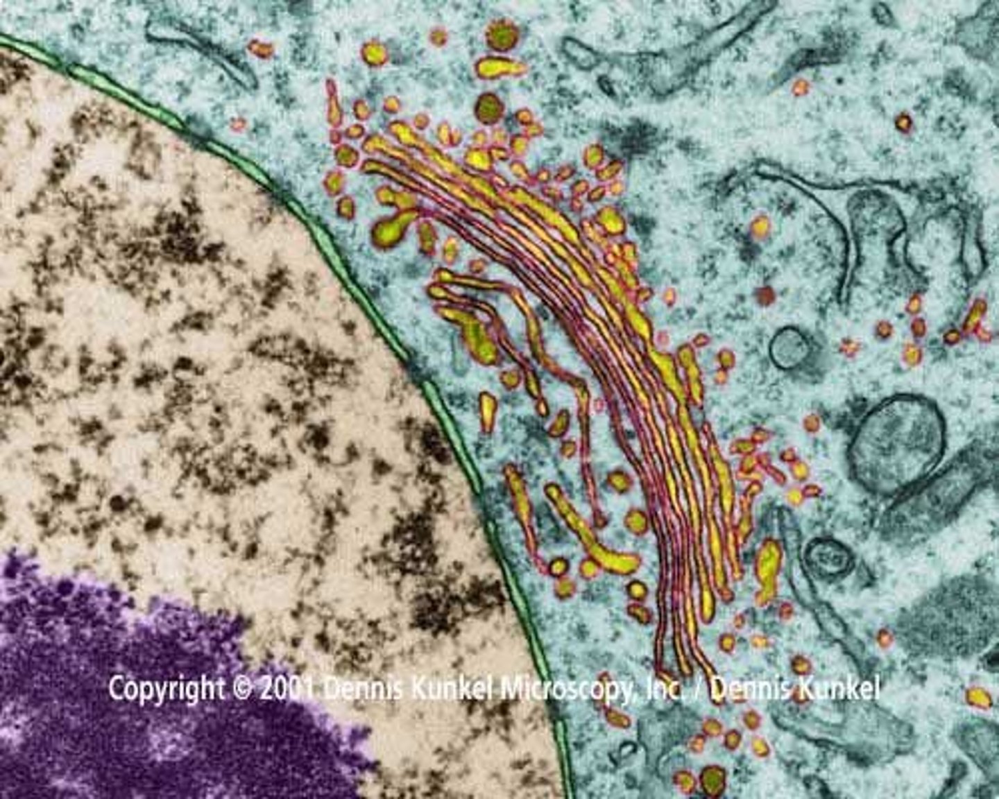 <p>Processes and packages proteins for secretion.</p>