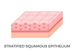 <p>Stratified Squamous </p>