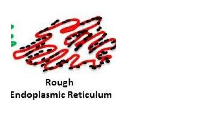 <p><span style="font-family: docs-Roboto, Helvetica, Arial, sans-serif">Based on the image, identify the function of the organelle</span></p>