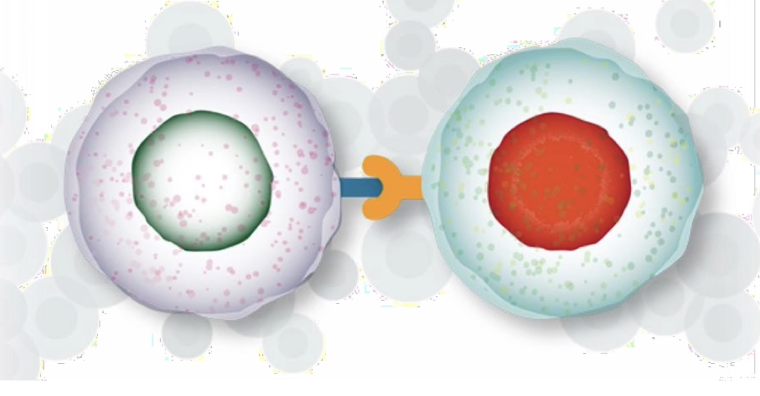 <ul><li><p><strong>Cell signaling</strong> = transmission of info from one cell to another</p></li><li><p>Must lead to <strong>change in behavior</strong> in receiving cell</p></li><li><p>Signal alone is <strong>not useful without a response</strong></p></li><li><p>Key steps:</p><ul><li><p><strong>Production &amp; release</strong> of signal</p></li><li><p><strong>Perception</strong> by receptor (usually on cell surface)</p></li><li><p><strong>Interpretation</strong> via intracellular pathways</p></li><li><p><strong>Cellular response</strong> (e.g., movement, division, secretion)</p></li></ul></li></ul><p></p>