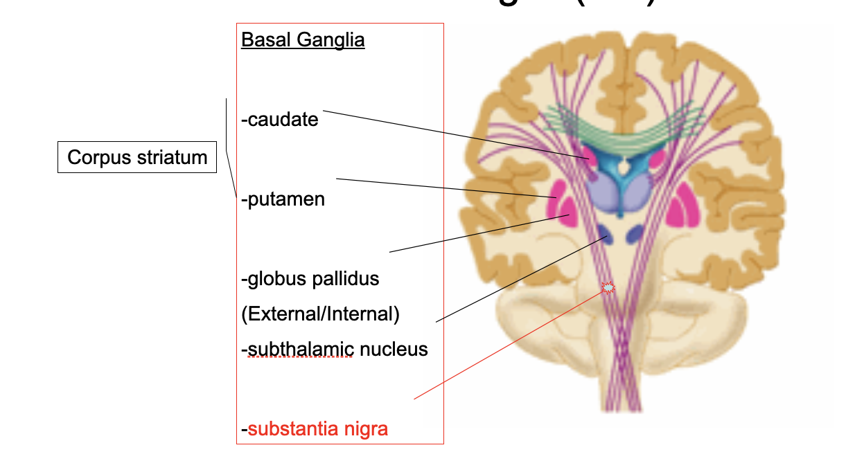 <p>Caudate and Putamen work together (we group them into the corpus striatum)</p><ul><li><p></p></li></ul>