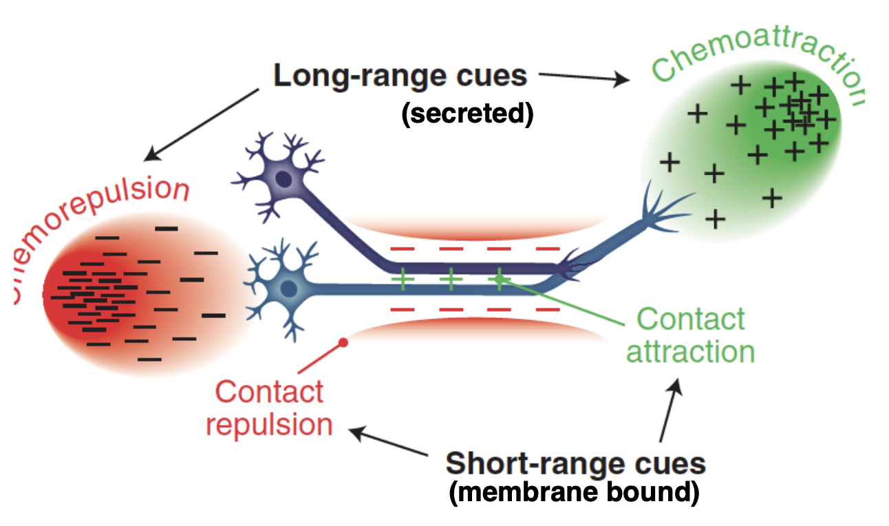 <ul><li><p>Long range cues→ secreted (soluble)</p></li><li><p>Short range cues→ membrane bound (physical attachment) immobilised</p></li></ul><p></p>