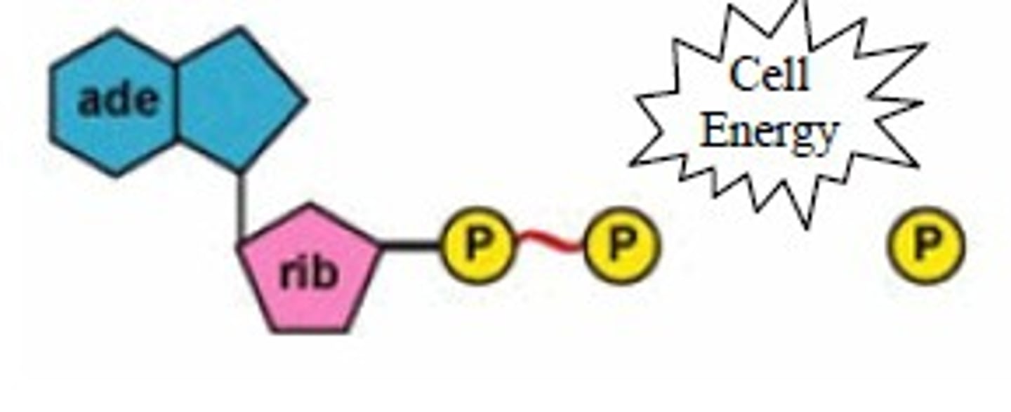 <p>(Adenosine Diphosphate) The compound that remains after a phosphate group is removed from ATP, releasing energy</p>