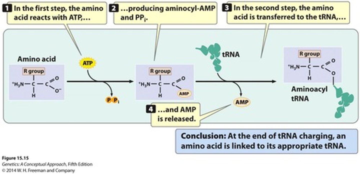 <p>Enzyme that charges tRNA with the correct amino acid.</p><p>- each enzyme recognizes one amino acid and one tRNA</p>