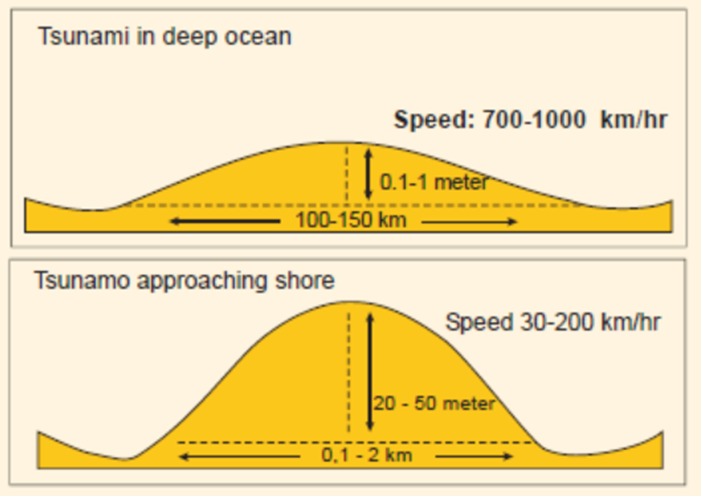 <p>Tsunamis behave differently in open ocean compared to coast (where water is shallow)</p><p>Deep ocean:</p><ul><li><p>long wavelengths</p></li><li><p>low amplitude - meaning wave crests are far apart </p></li><li><p>Look at diagram = wavelength is so great that in the deep ocean a ship wont notice the wave has passed </p></li><li><p>Also travels very fast </p></li></ul><p>Approaching shore/coastal</p><ul><li><p>tsunami slows down in speed</p></li><li><p>amplitude increases dramatically </p></li><li><p>base of the wave = slowed down by friction </p></li><li><p>Surface = less affected so amplitude of the wave increases </p></li><li><p>speed slows down as it travels into shallower water</p></li></ul><p>Facts:</p><ul><li><p>Waves that are unnoticeable in the deep ocean can reach 10-50 meters at the shore </p></li><li><p>Although they slow down they can still reach 200km per hour </p></li><li><p>Tsunamis are very powerful + have the ability to destroy everything in their path </p></li><li><p>Arrive in series of wave trains + with alternating deep waves and shallower </p></li></ul><p>Examples</p><ul><li><p>Indonesian earthquake and tsunami in 2004 = 9.0 on richter scale, major global impact (impact 18 countries) and 250,000 deaths </p></li><li><p>Japanese earthquake + tsunami in 2011 = 9.1 on richter scale caused a nuclear power station in Fukushima to leak radioactive waste and 20,000 deaths </p></li><li><p>Sulawesi in Indonesia = earthquake and tsunami in 2019 = 7.5 on richter scale, 4,500 deaths + produced dramatic liquefaction </p></li></ul><p></p>