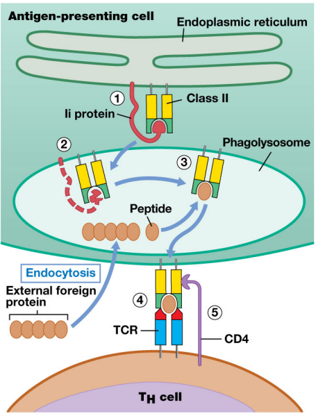 <p>antigen presentation pathway:</p><ul><li><p>synthesized in ER&nbsp;</p></li><li><p>attached to MHC2 BUT also loaded with phagolysosome (very acidic and causes peptide degradation)</p></li><li><p>once stable brought to surface + binds w/ CD4 T cell</p></li></ul><p></p>