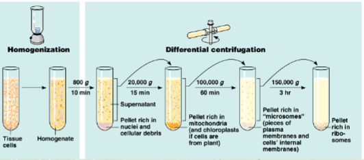 <ul><li><p>uses machine (ultracentrifuge) to separate major organelles for study</p></li><li><p>separates by size/mass (bigger/heavier organelles sink to pellet'; lighter ones in supernatant)</p></li></ul>