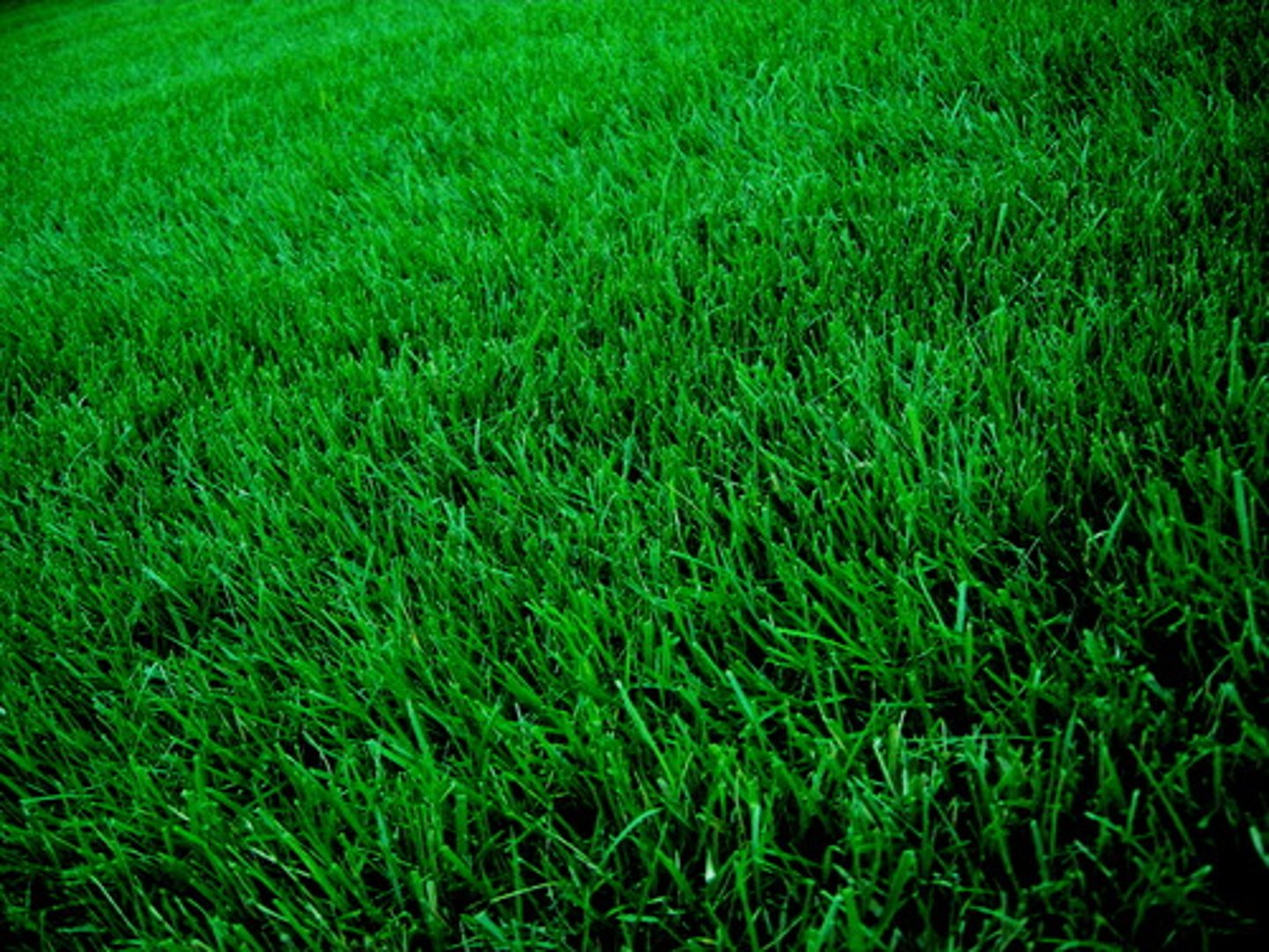 <p>grass</p>