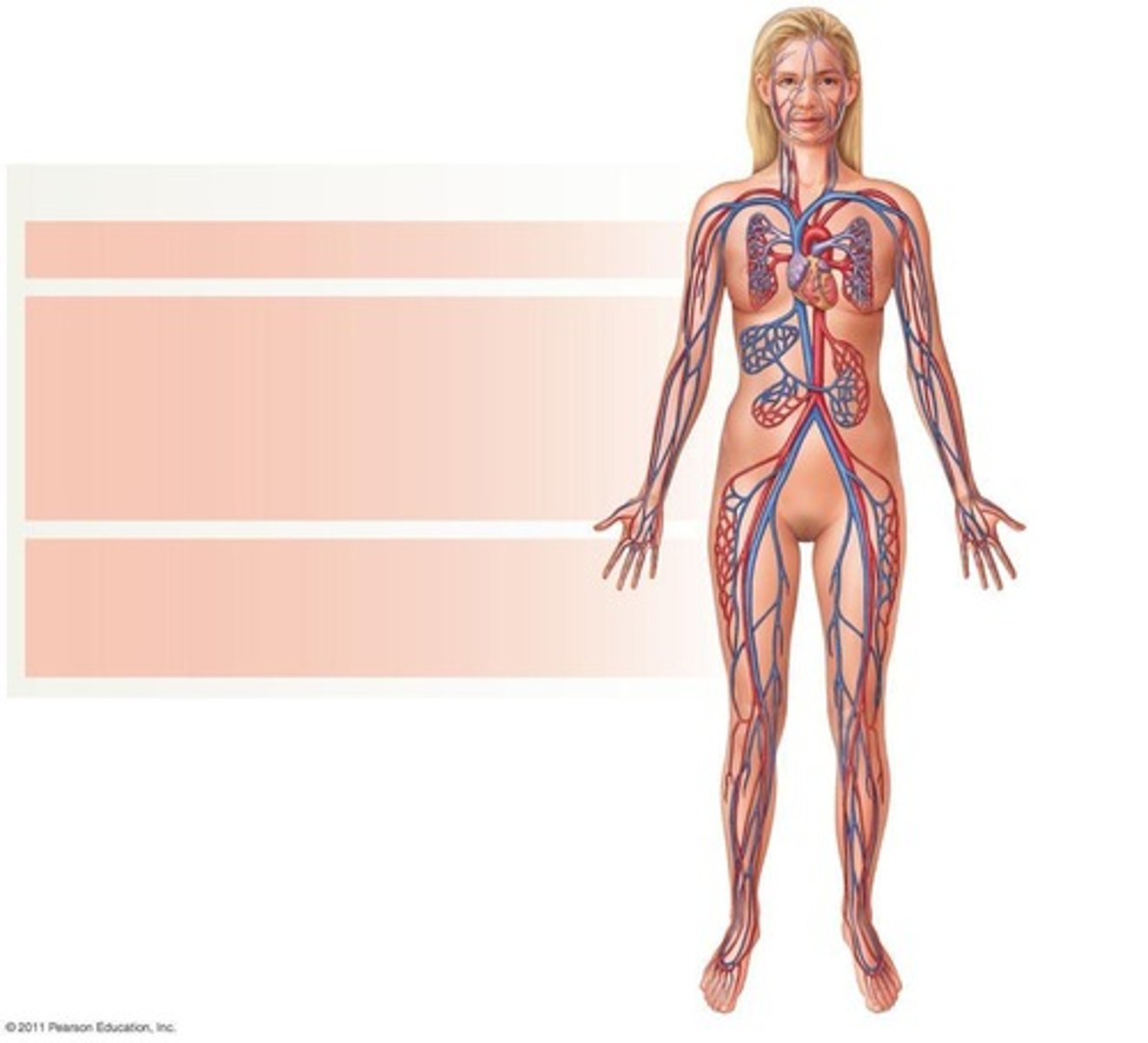 <p>Carry blood away from the heart to the capillaries.</p>