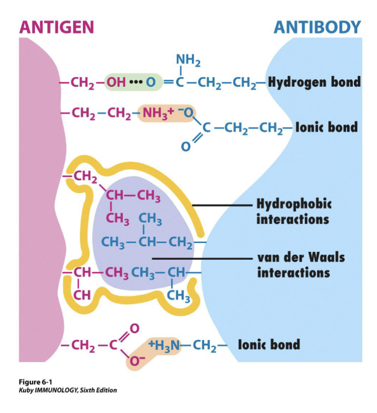 <p>Four types of <u>non-covalent</u> forces </p><p>noncovalent is the nature of antibody and antigen binding</p><p>doesn’t share e-</p>