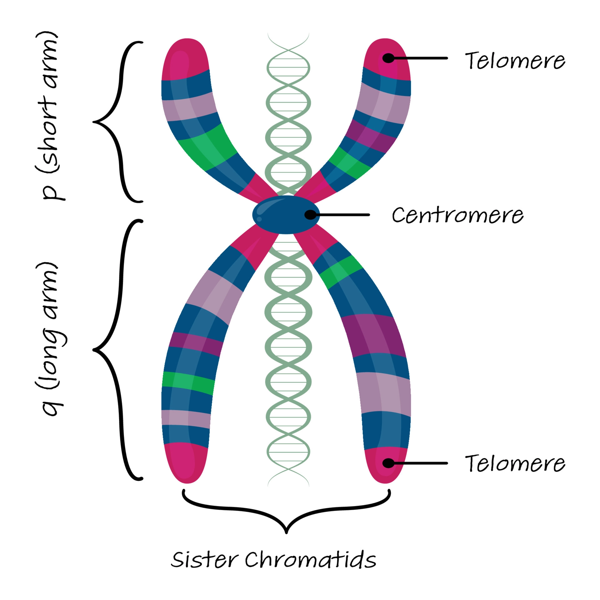 <p>chromosome</p>