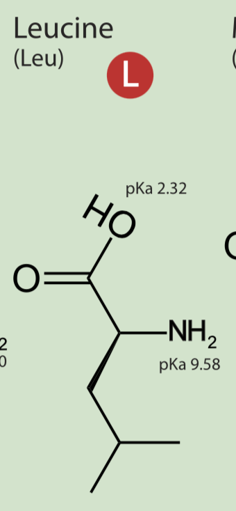 <p>non polar hydrophobic</p>