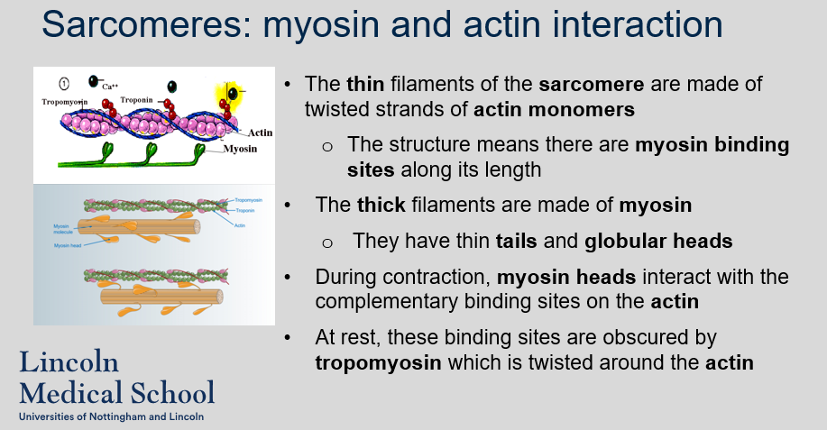 <ol><li><p>The thin filaments of the sarcomere are made of twisted strands of actin monomers.</p></li><li><p>The structure of the thin filaments of the sarcomere means there are myosin binding sites along its length.</p></li><li><p>The thick filaments of the sarcomere are made of myosin.</p></li><li><p>The thick filaments of the sarcomere have thin tails and globular heads.</p></li><li><p>During contraction, myosin heads interact with the complementary binding sites on the actin.</p></li><li><p>At rest, the binding sites on actin are obscured by tropomyosin which is twisted around the actin.</p></li></ol>