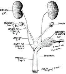 <p>A tube that carries urine from the bladder to the outside of the body for elimination.</p>