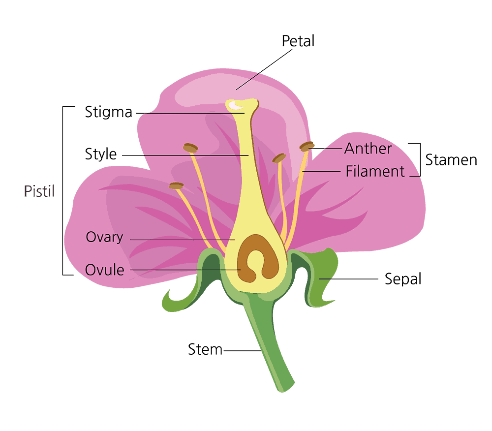 <p>Female Parts (Carpel):</p><ul><li><p>Stigma</p></li><li><p>Style</p></li><li><p>Ovary</p></li><li><p>Ovule</p></li></ul><p>Male Parts (Stamen):</p><ul><li><p>Anther </p></li><li><p>Filament</p></li></ul><p>Function of Flower parts:</p><ul><li><p>Anther: creates pollen</p></li><li><p>Stigma catches pollen</p></li><li><p>Ovaries does seed germination</p></li></ul>