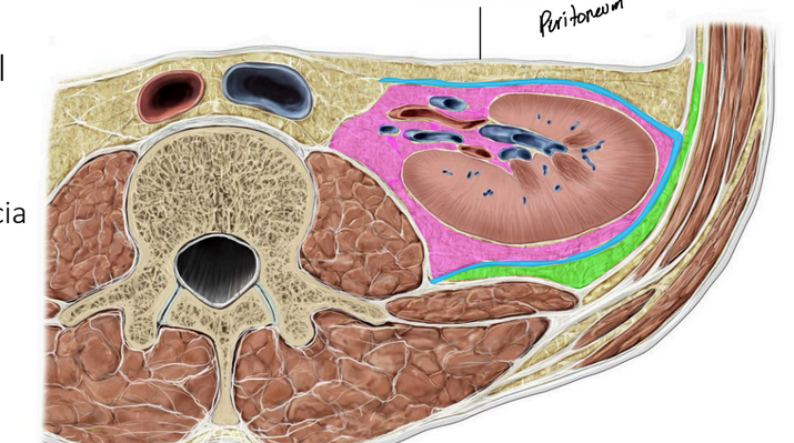 <p>Surrounds the kidnets and the suprarenal glands<br>Located within the fascia </p>